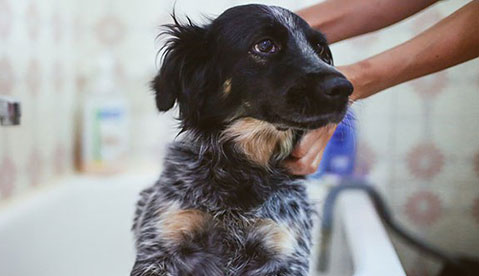 5 Simple tips to keep your pet clean
