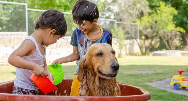 Beat the Heat: Essential Summer Care Tips for Your Pets
