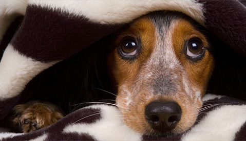 Top 10 Winter Care Tips For Your Pets

