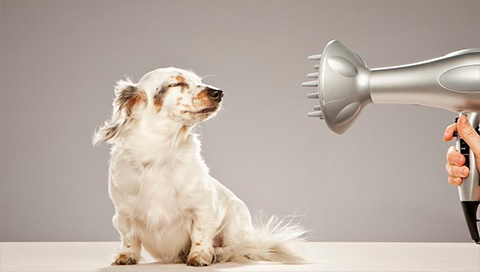 How Many Times a Day Should I Feed My Pet?
