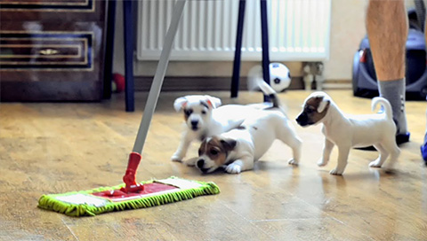 Top 5 Cleaning Tips for Pet Owners
