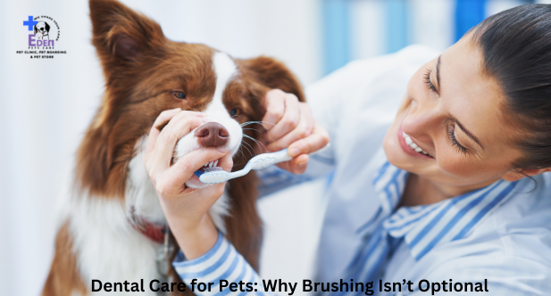 Dental Care for Pets: Why Brushing Isn’t Optional
