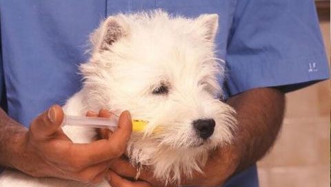 How to Deworm Your Dog
