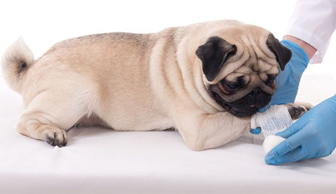 Dog Bites: First Aid, Treatment, and Prevention
