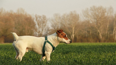 5 Tricks to Keep Your Senior Dog Healthy & Happy
