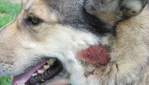 6 Common Types of Dog Allergies (And How to Treat Them)
