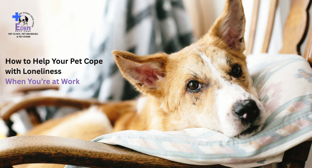 How to Help Your Pet Cope with Loneliness When You’re at Work

