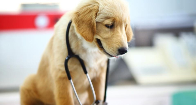 How can a pet help mental health?
