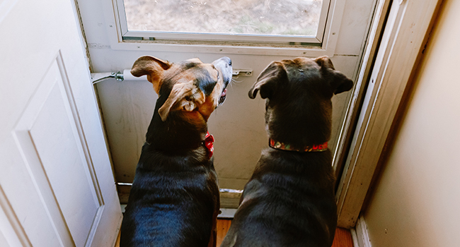 Managing Separation Anxiety in Dogs: Tips for Pet Owners
