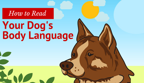 How to Read your Dog’s Body Language
