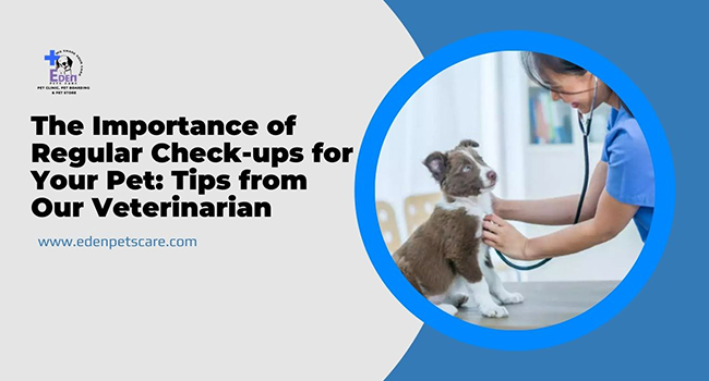 The Importance of Regular Check-ups for Your Pet: Tips from Our Veterinarian
