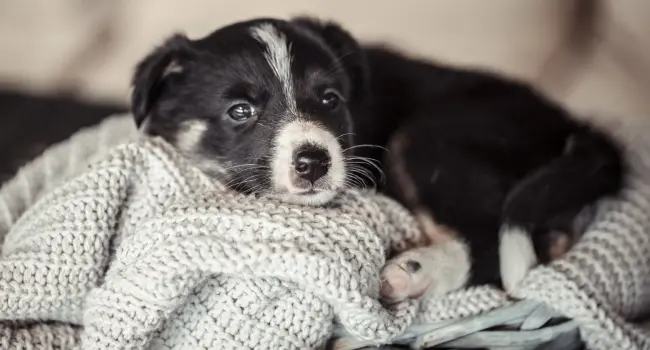 The Benefits of Socialisation for Puppies and Kittens
