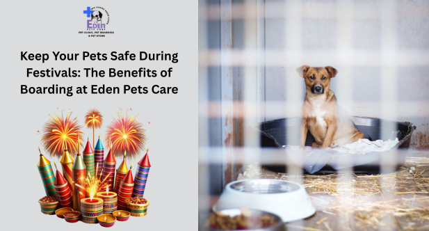 Keep Your Pets Safe During Festivals: The Benefits of Boarding at Eden Pets Care
