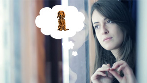 What to do if you lose your pet?
