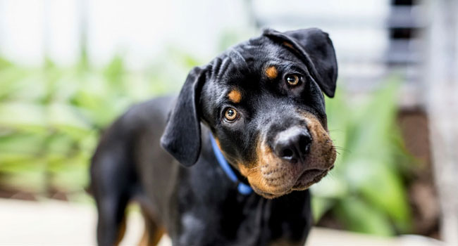 Meaning Behind Your Dog’s Every Action
