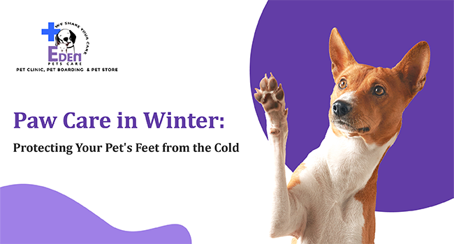 Paw Care in Winter: Protecting Your Pet's Feet from the Cold
