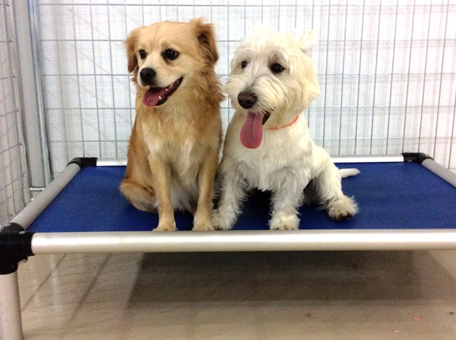 Benefits of Boarding Your Pet during Your Holiday Travels & Festivities
