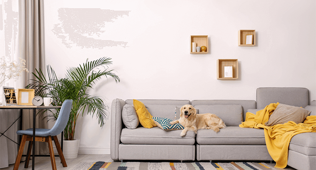 Pet-Friendly Home: Creating a Safe and Enriching Environment for Your Furry Friend
