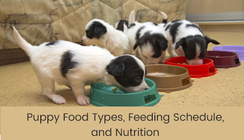 Puppy Food Types, Feeding Schedule, and Nutrition
