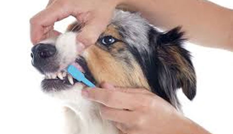 Risks of Treating Your Pet at Home
