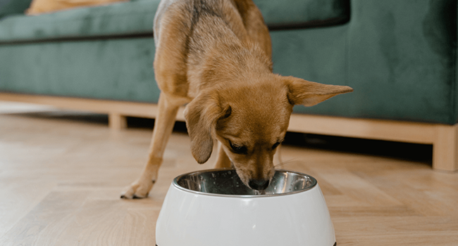 The Role of Nutrition in Pet Behavior: How Diet Affects Your Pet's Mood and Behavior
