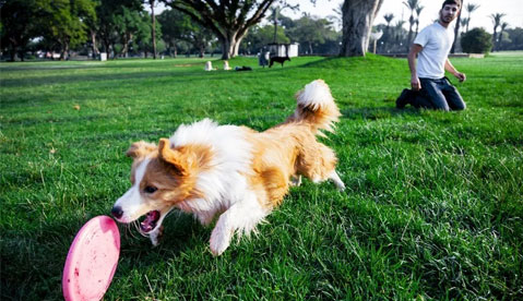 Top 5 Dog Games to Keep Your Dogs Mind Sharp
