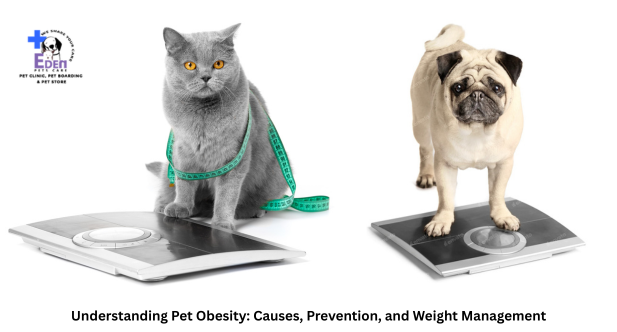 Understanding Pet Obesity: Causes, Prevention, and Weight Management
