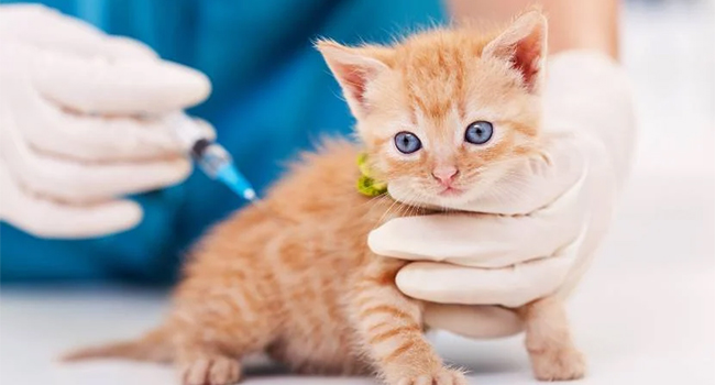 Understanding Pet Vaccinations: What You Need to Know for Your Pet’s Health
