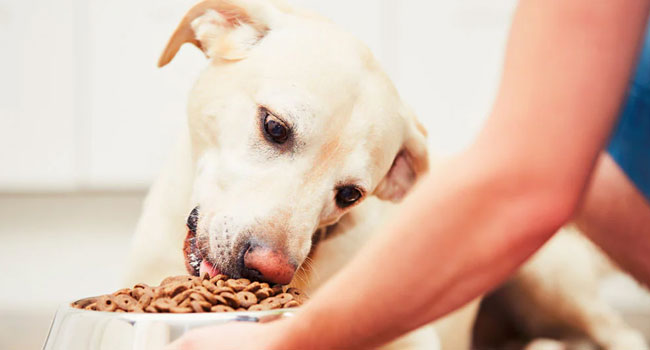 10 Healthy Dog Food Nutrition Tips