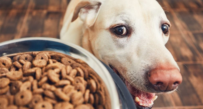 Essential Nutrients Your Dog Needs