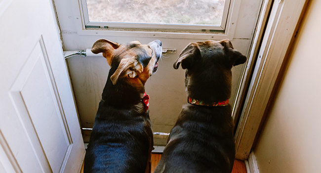 Managing Separation Anxiety in Dogs: Tips for Pet Owners